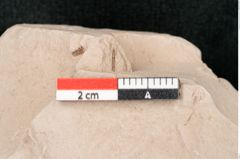 Foto (Detailansicht) von Taxodium distichum miocenicum Heer (NHMW-GEO-2024-0188-6404)